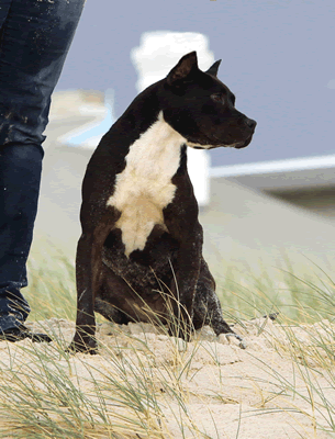 DDDawgs Dark Angel (AI)